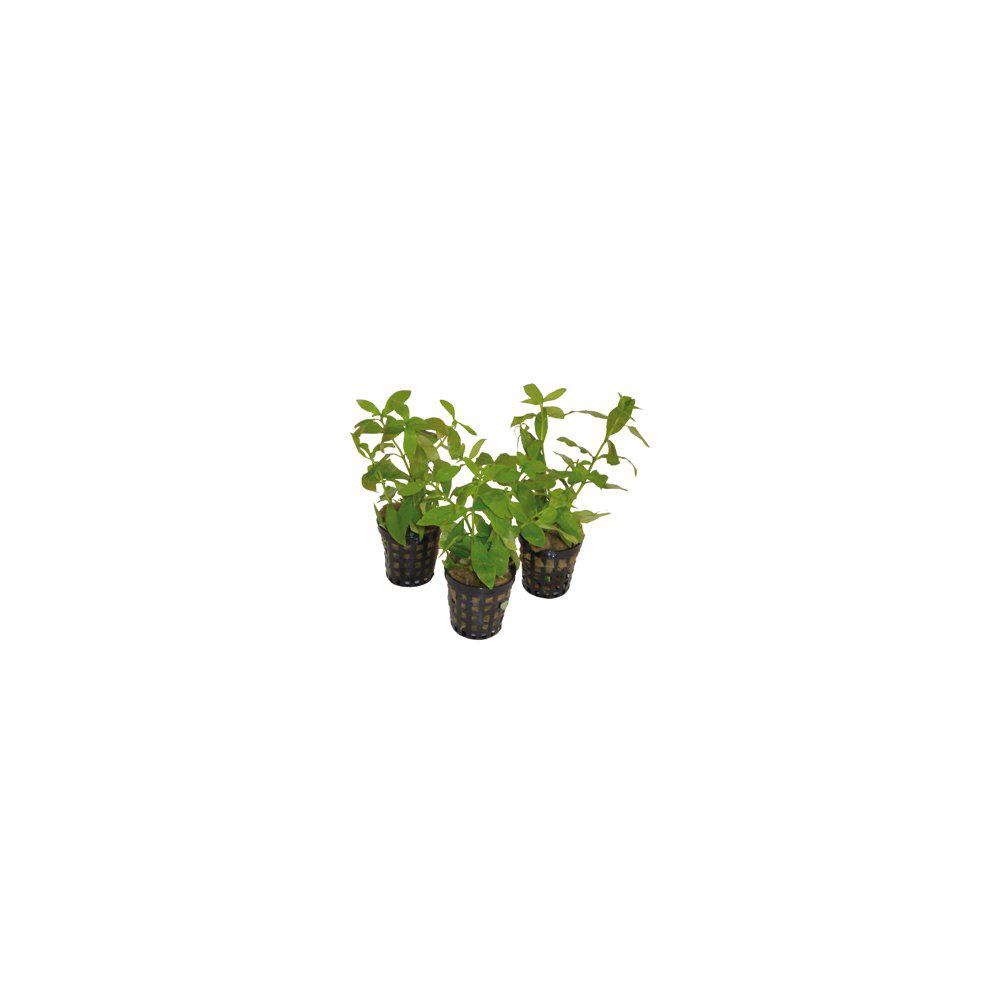 AquaFleur Hygrophila Polysperma i kruka