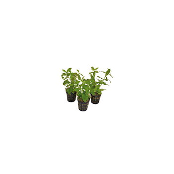 AquaFleur Hygrophila Polysperma i kruka