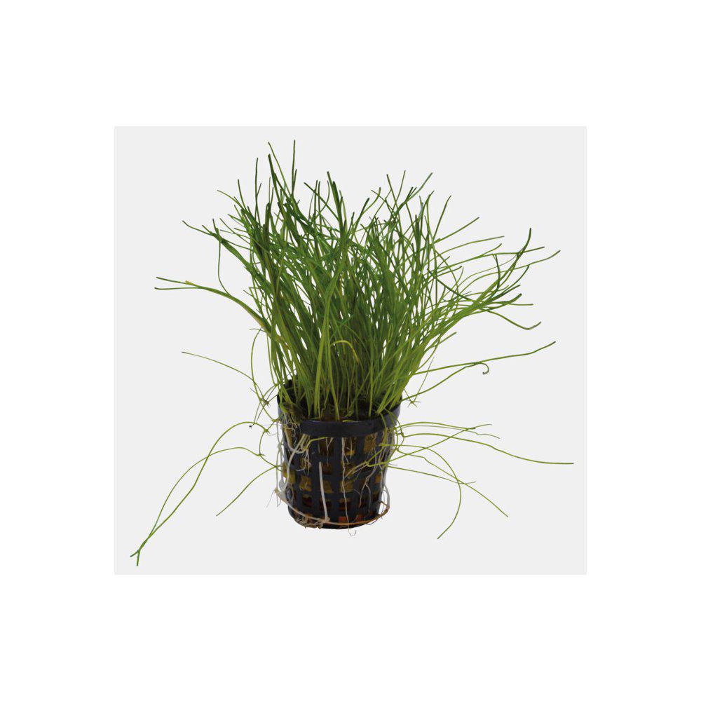 AquaFleur Lilaeopsis Mauritiana i kruka
