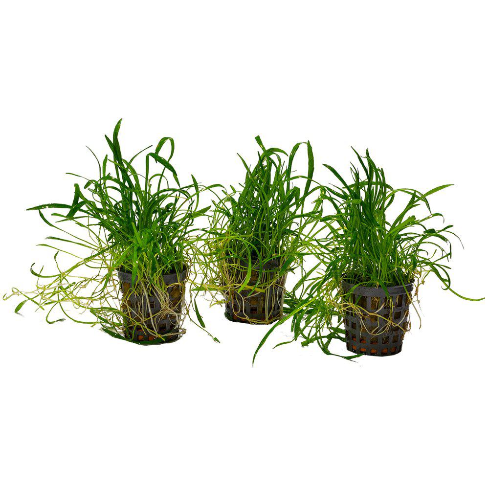 AquaFleur Lilaeopsis Noveazealandia i kruka