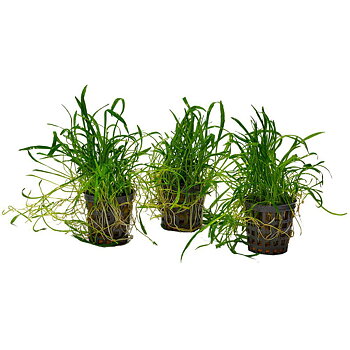 AquaFleur Lilaeopsis Noveazealandia i kruka