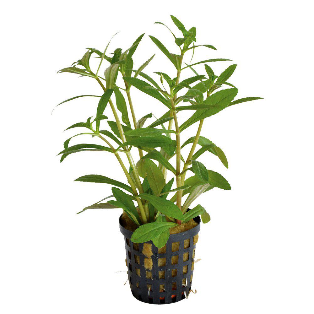 AquaFleur Limnophila Aromatica i kruka