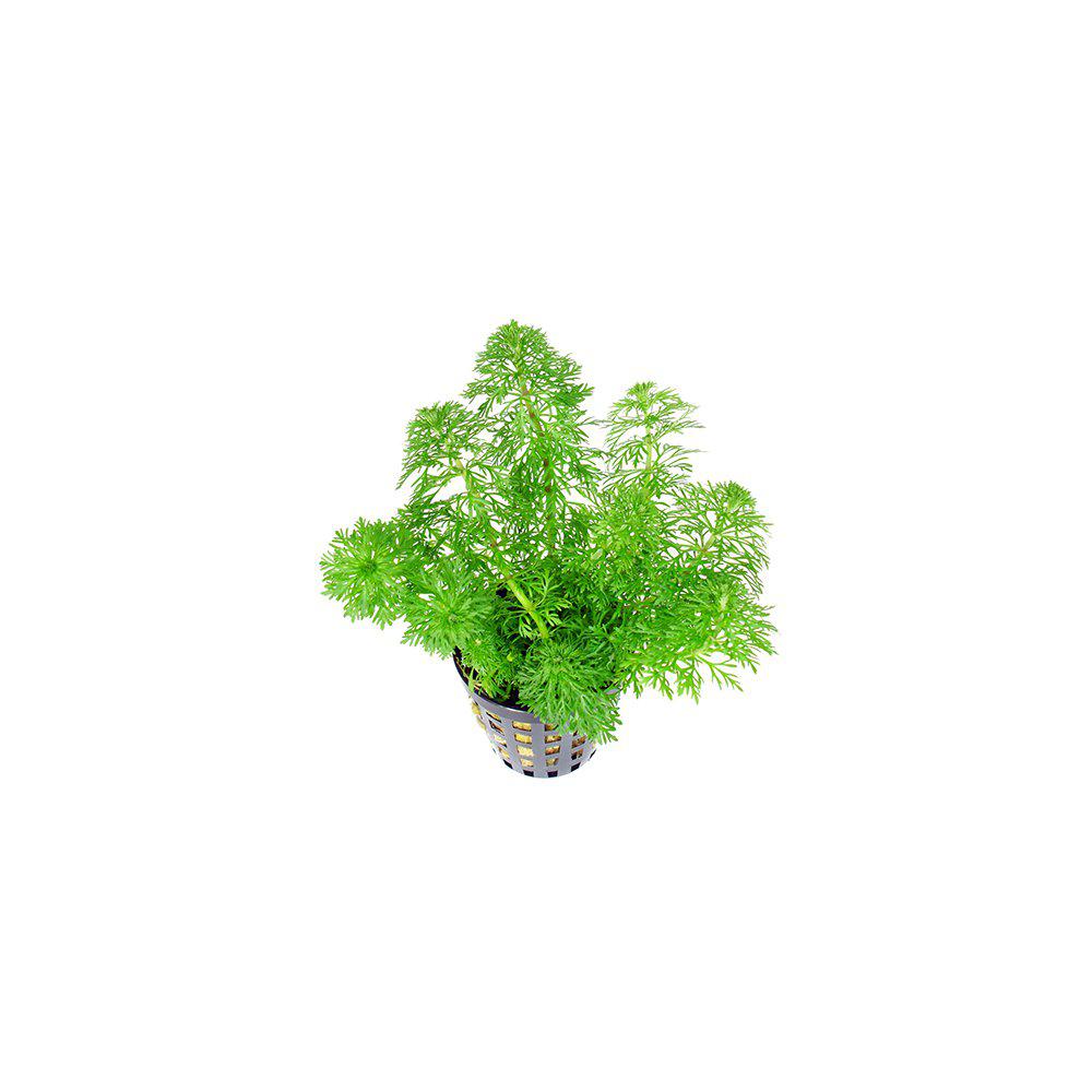 AquaFleur Limnophila Heterophylla i kruka