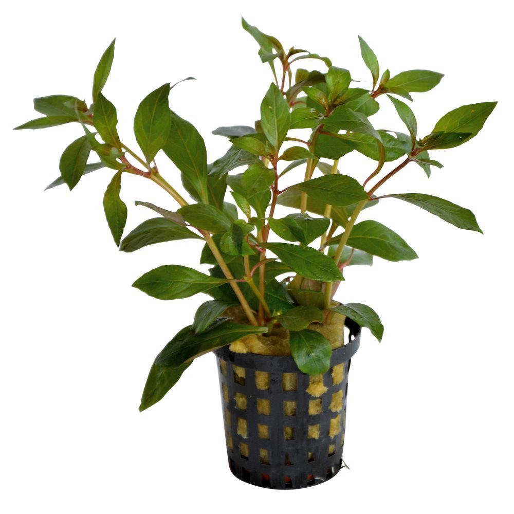 AquaFleur Ludwigia Glandulosa i kruka