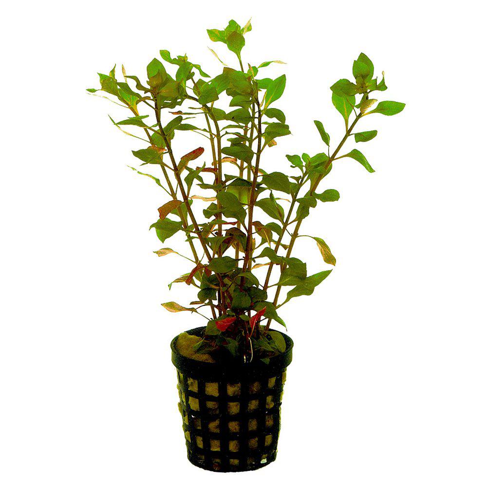AquaFleur Ludwigia Palustri Red i kruka