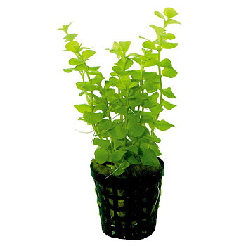 AquaFleur Lysimachia Nummularia Aurea i kruka