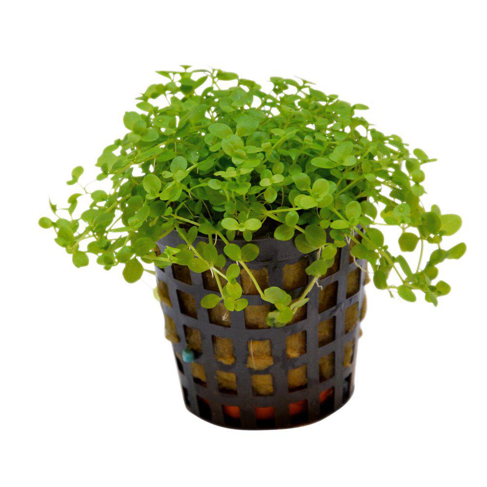 AquaFleur Micranthemum Monte Carlo i kruka