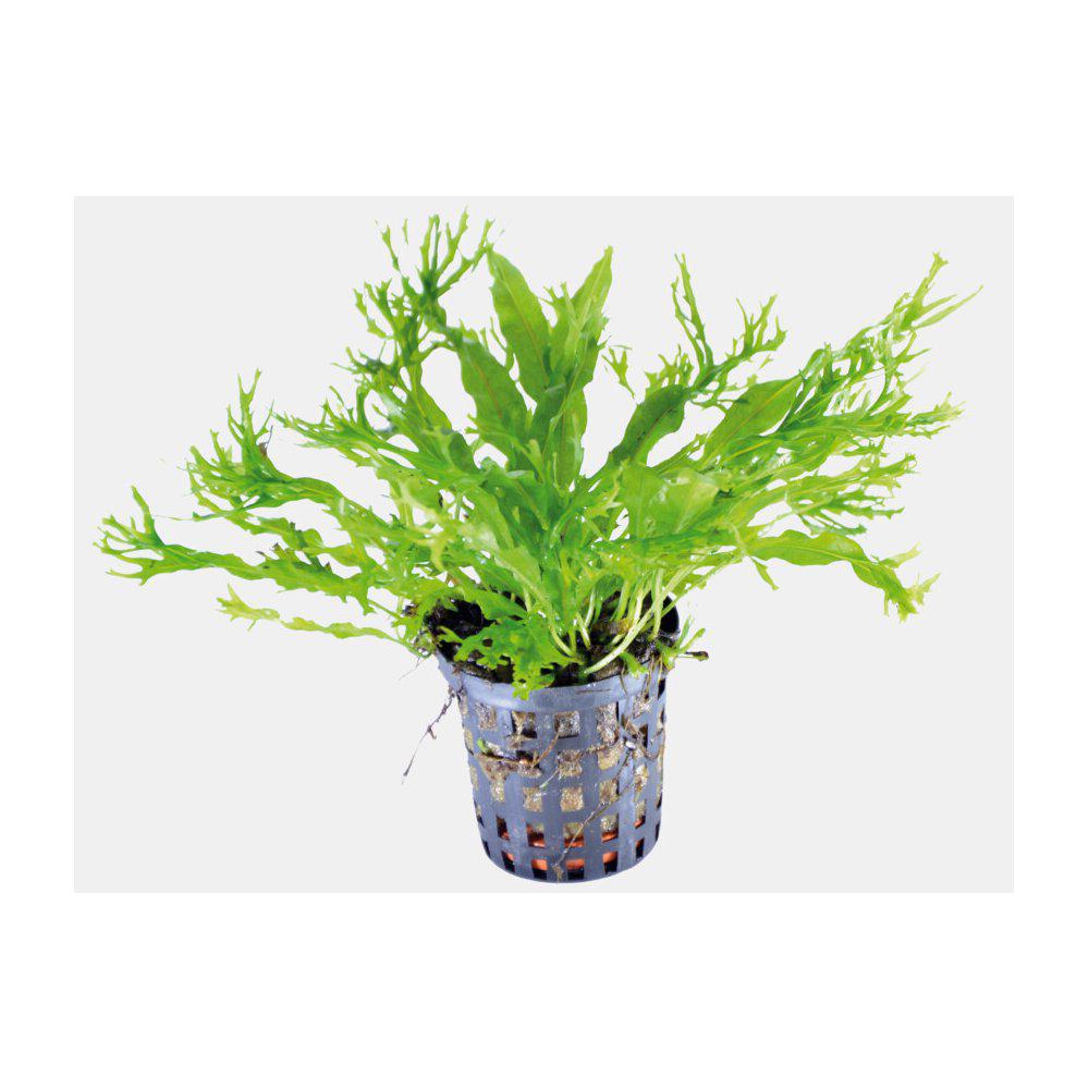 AquaFleur Microsorum Pteropus Windelov  i kruka