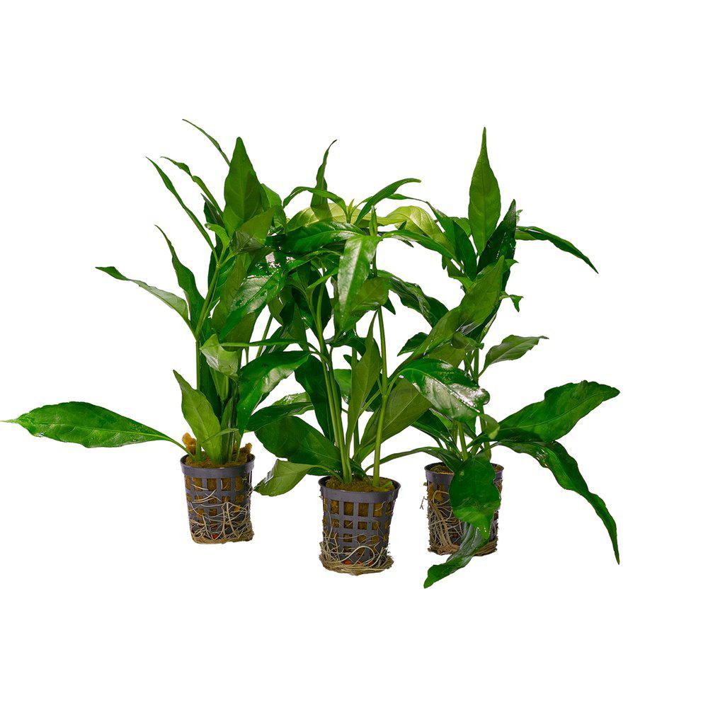 AquaFleur Nomaphila Stricta Fleur  i kruka