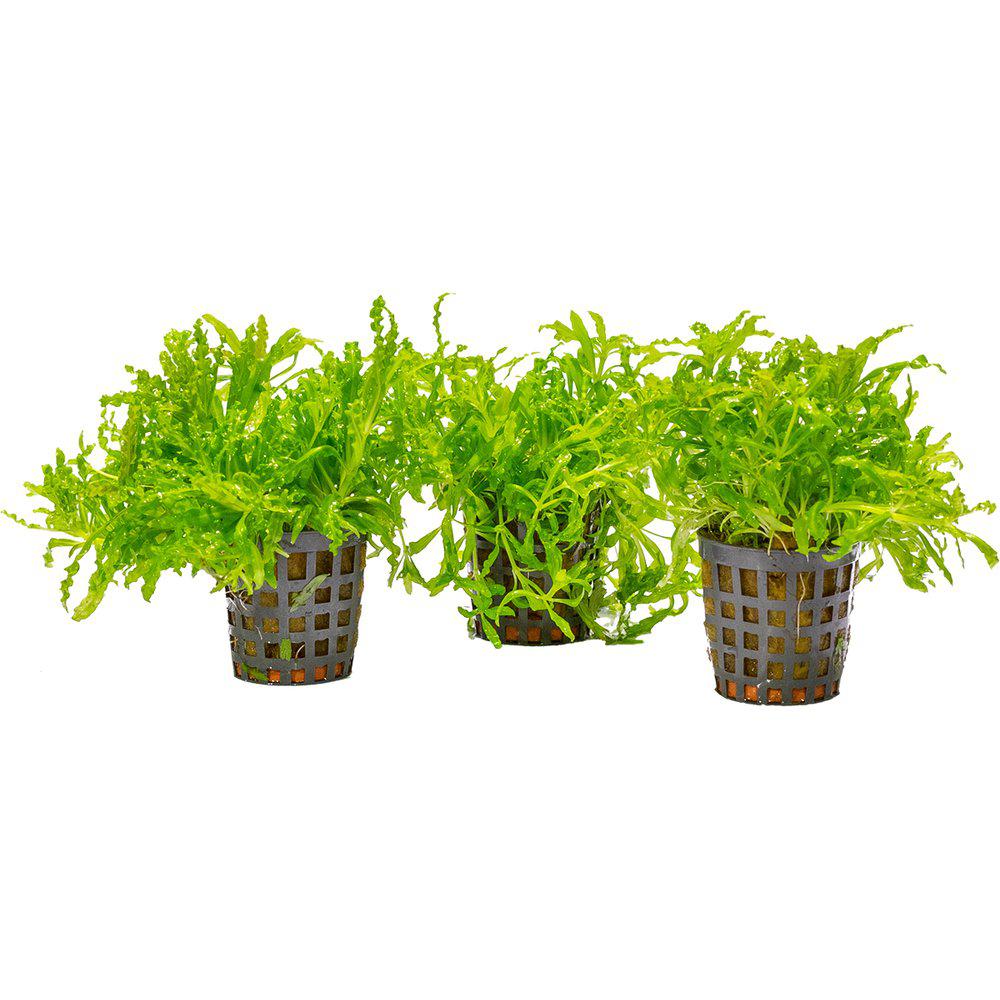 AquaFleur Pogostemon Helferi  i kruka