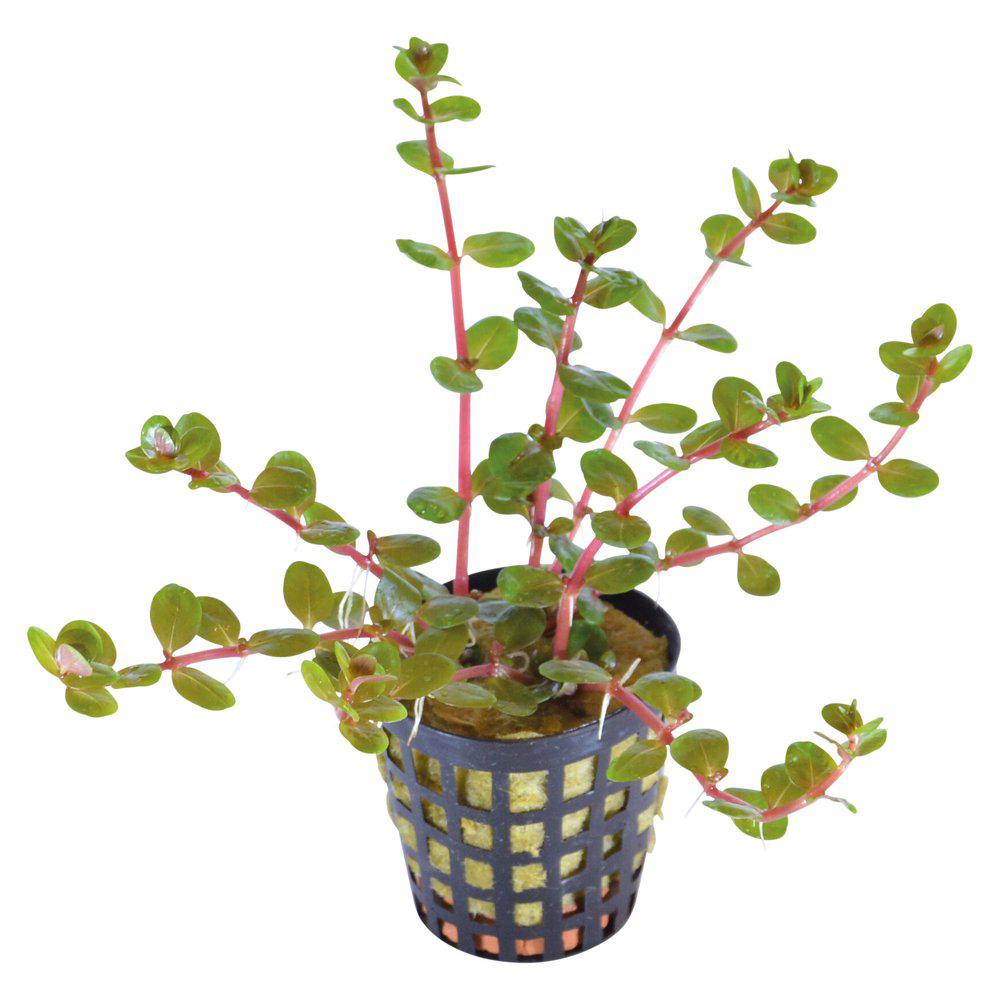 AquaFleur Rotala Orange Juice  i kruka