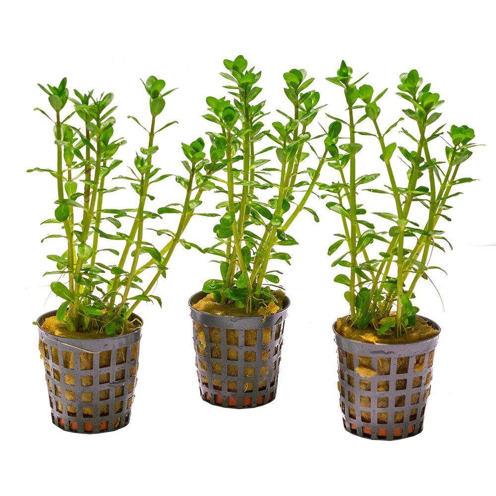 AquaFleur Rotala Indica i kruka