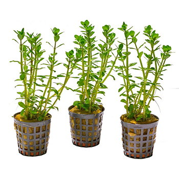 AquaFleur Rotala Indica i kruka