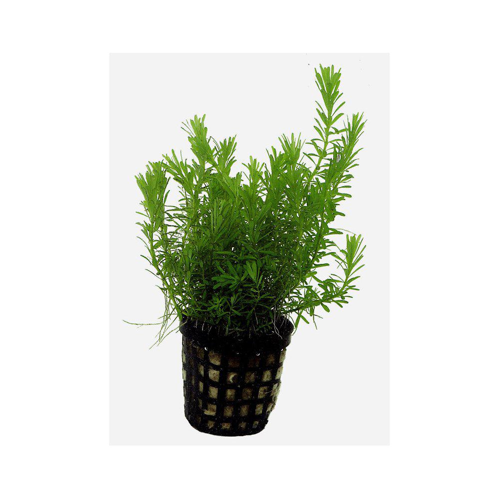 AquaFleur Rotala Wallichii i kruka