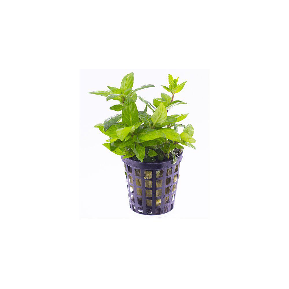 AquaFleur Staurogyne Repens i kruka