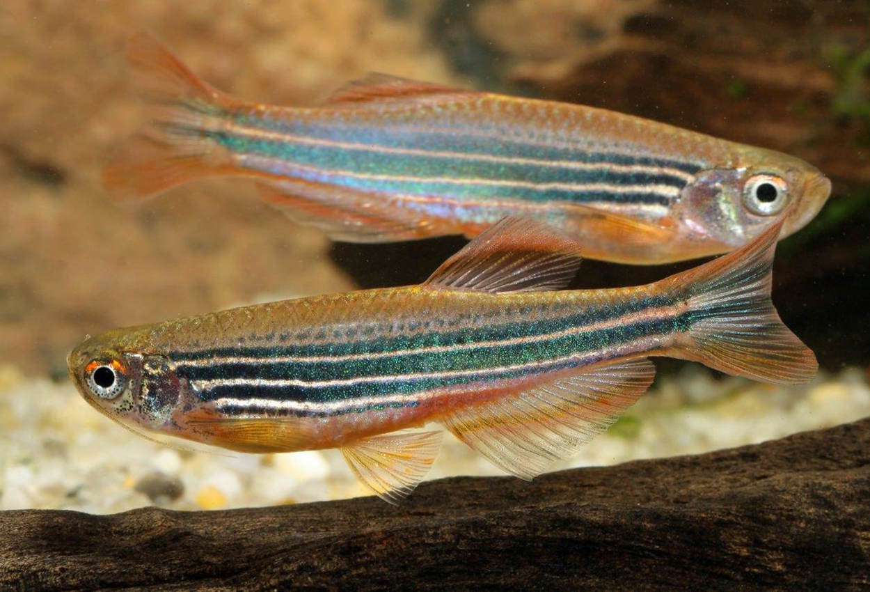 Orangebandad danio (Danio kyathit, orangebandad)
