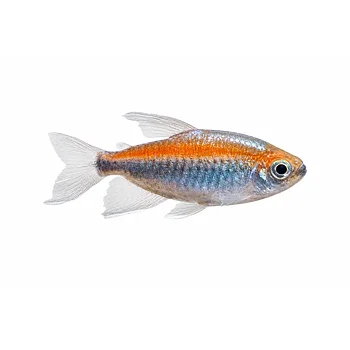 Kongotetra (Phenacogrammus interruptus)