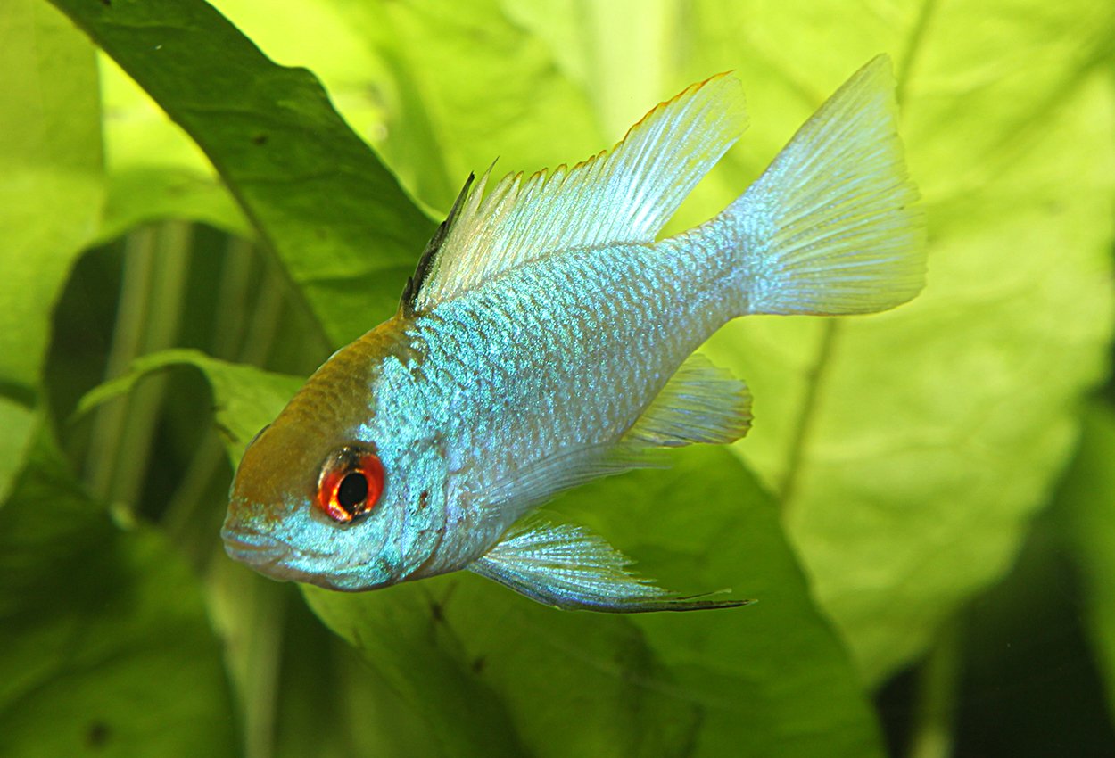 Fjärilsciklid Electric blue (Mikrogeophagus ramirezi)