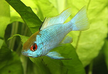 Fjärilsciklid Electric blue (Mikrogeophagus ramirezi)