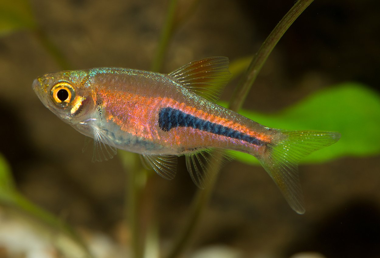 Drottningrasbora (Trigonostigma espei)