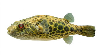 Rödprickig kulfisk (Pao abei)