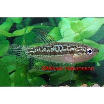 Pygmégurami (Trichopsis pumila)