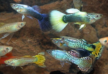 Guppy Mix (Poecilia reticulata)
