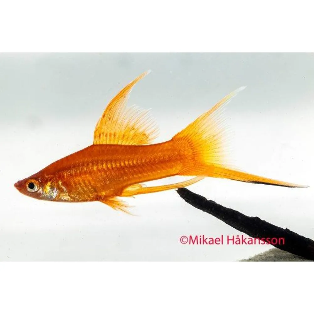 Svärdbärare Mix Lyr (Xiphophorus hellerii)
