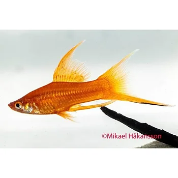 Svärdbärare Mix Lyr (Xiphophorus hellerii)