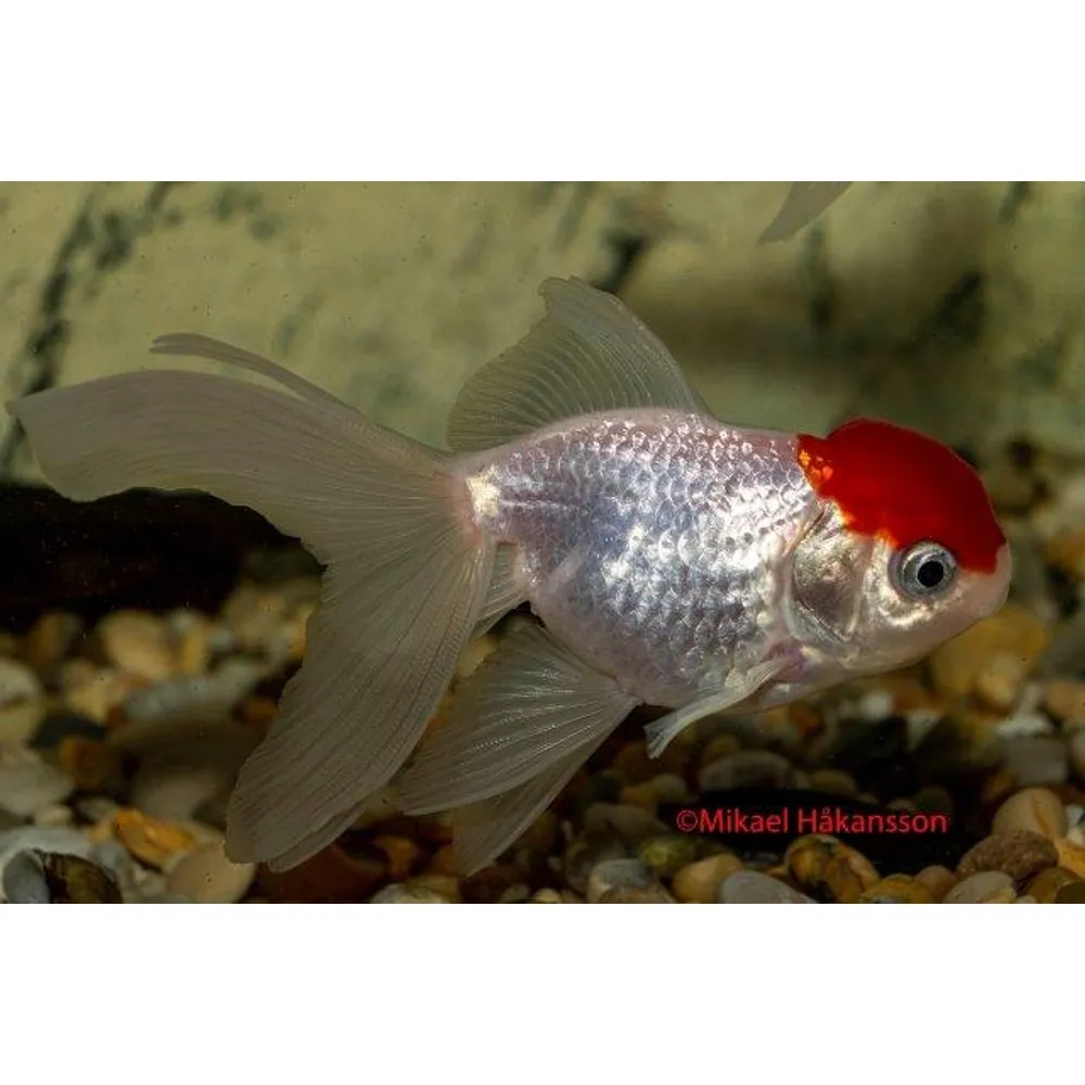 Slöjstjärt Redcap 7-8cm (Carassius auratus)