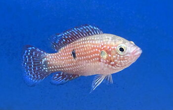 Röd juvelciklid 9-11 cm (Rubricatochromis lifalili)