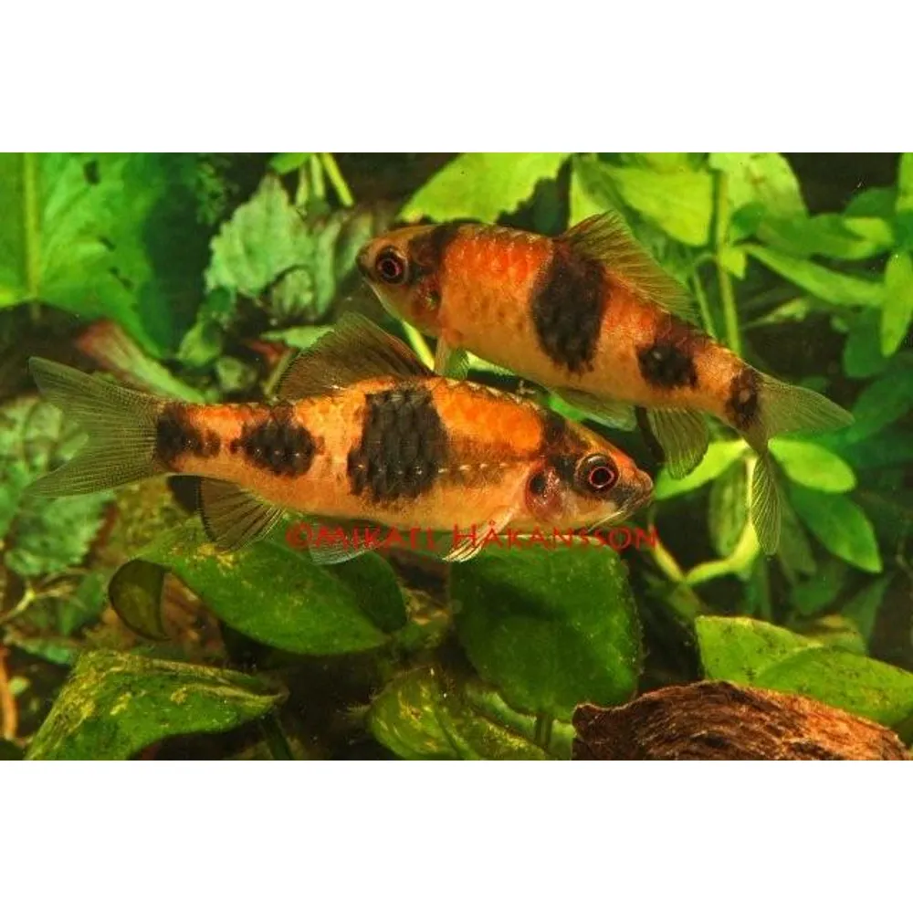 Melonbarb, Pandabarb (Haludaria fasciata)