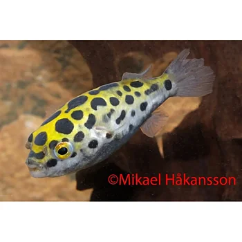 Kulfisk Grönfläckig (Tetraodon nigroviridis)