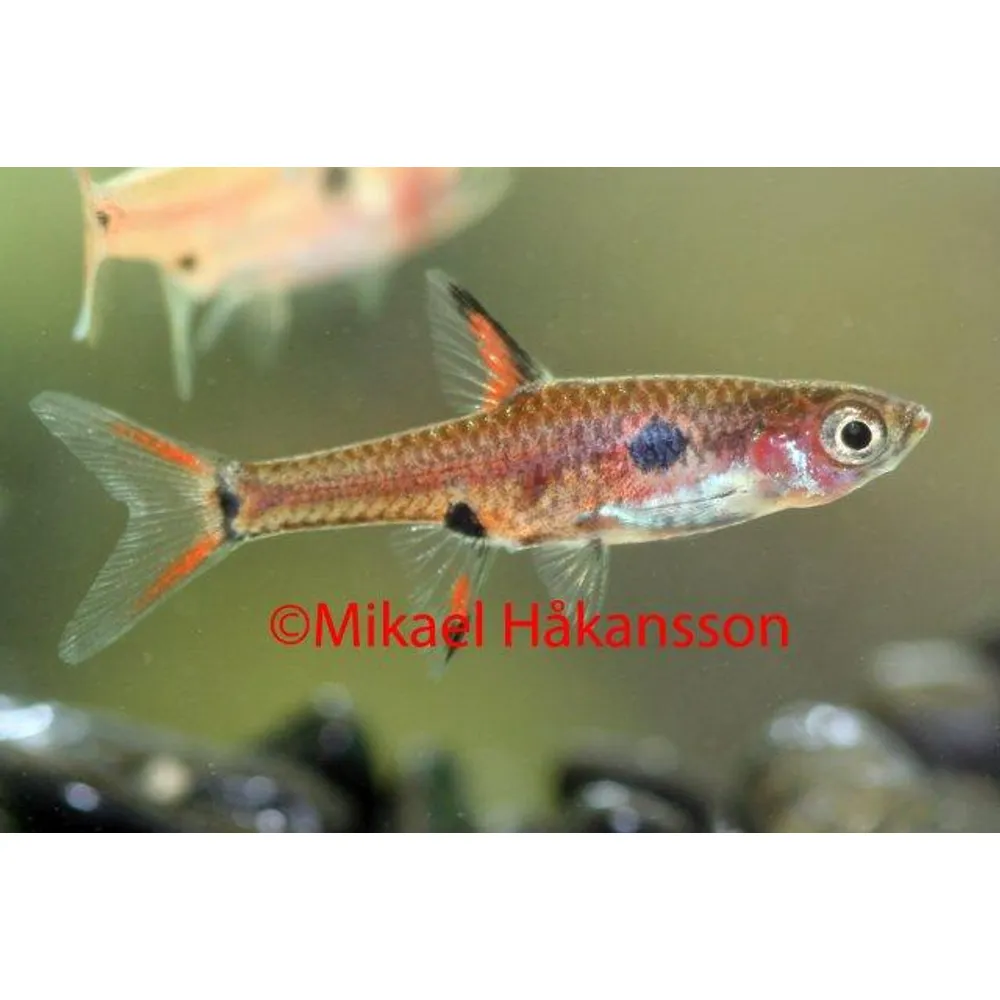 Dvärgrasbora (Boraras maculatus)