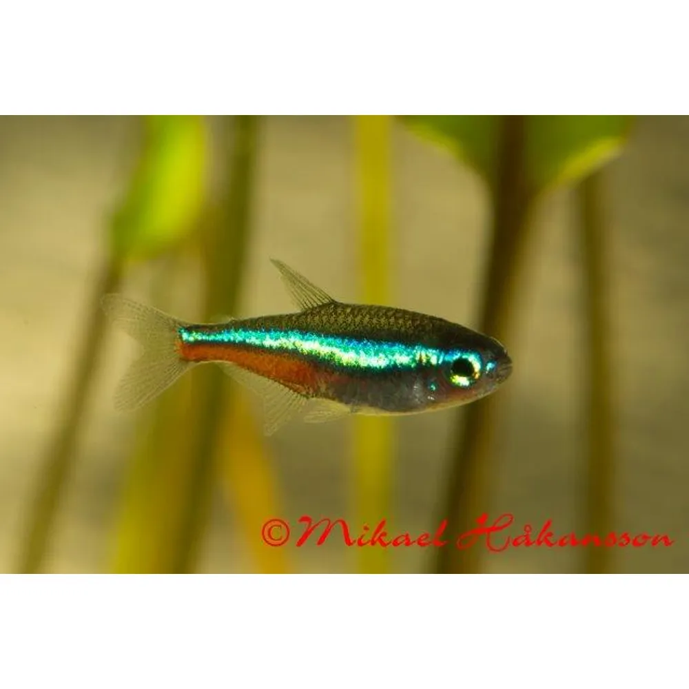 Grön Neontetra (Paracheirodon simulans)