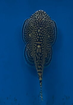 Tiger Sewellia (Sewellia lineolata)