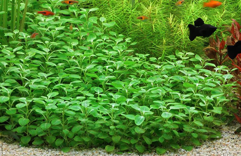 Dennerle Plants Lobelia cardinalis "Mini" i Kruka - 3