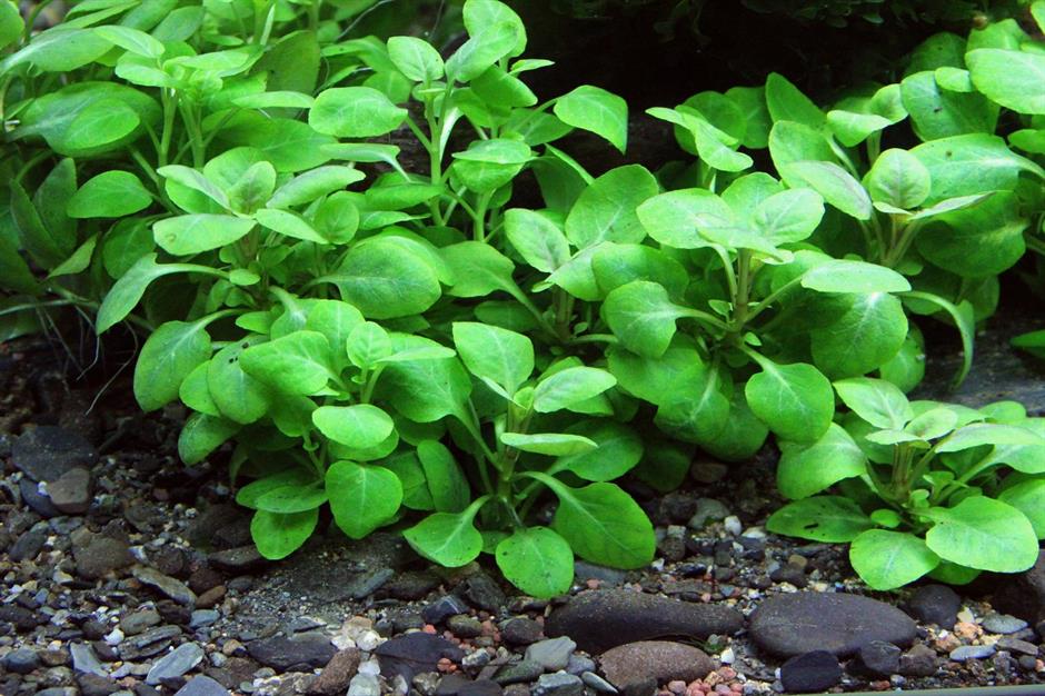 Dennerle Plants Lobelia cardinalis "Mini" i Kruka - 2