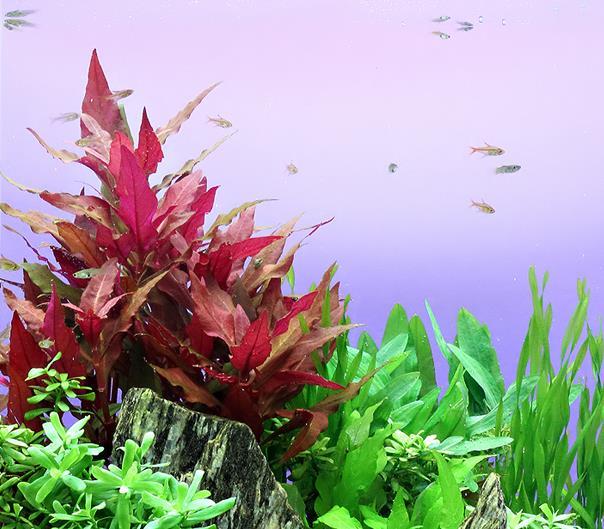 Dennerle Plants Alternanthera reineckii "Red" i Kruka - 4