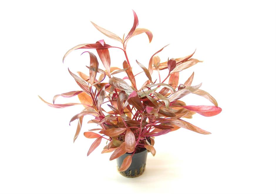 Dennerle Plants Alternanthera reineckii "Red" i Kruka - 2