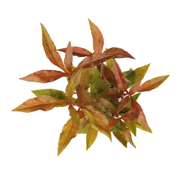 Dennerle Plants Alternanthera reineckii "Red" i Kruka - 3