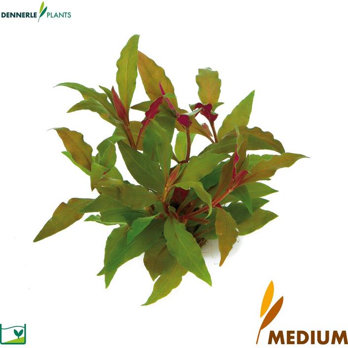 Dennerle Plants Alternanthera reineckii "Red" i Kruka