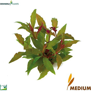 Dennerle Plants Alternanthera reineckii "Red" i Kruka