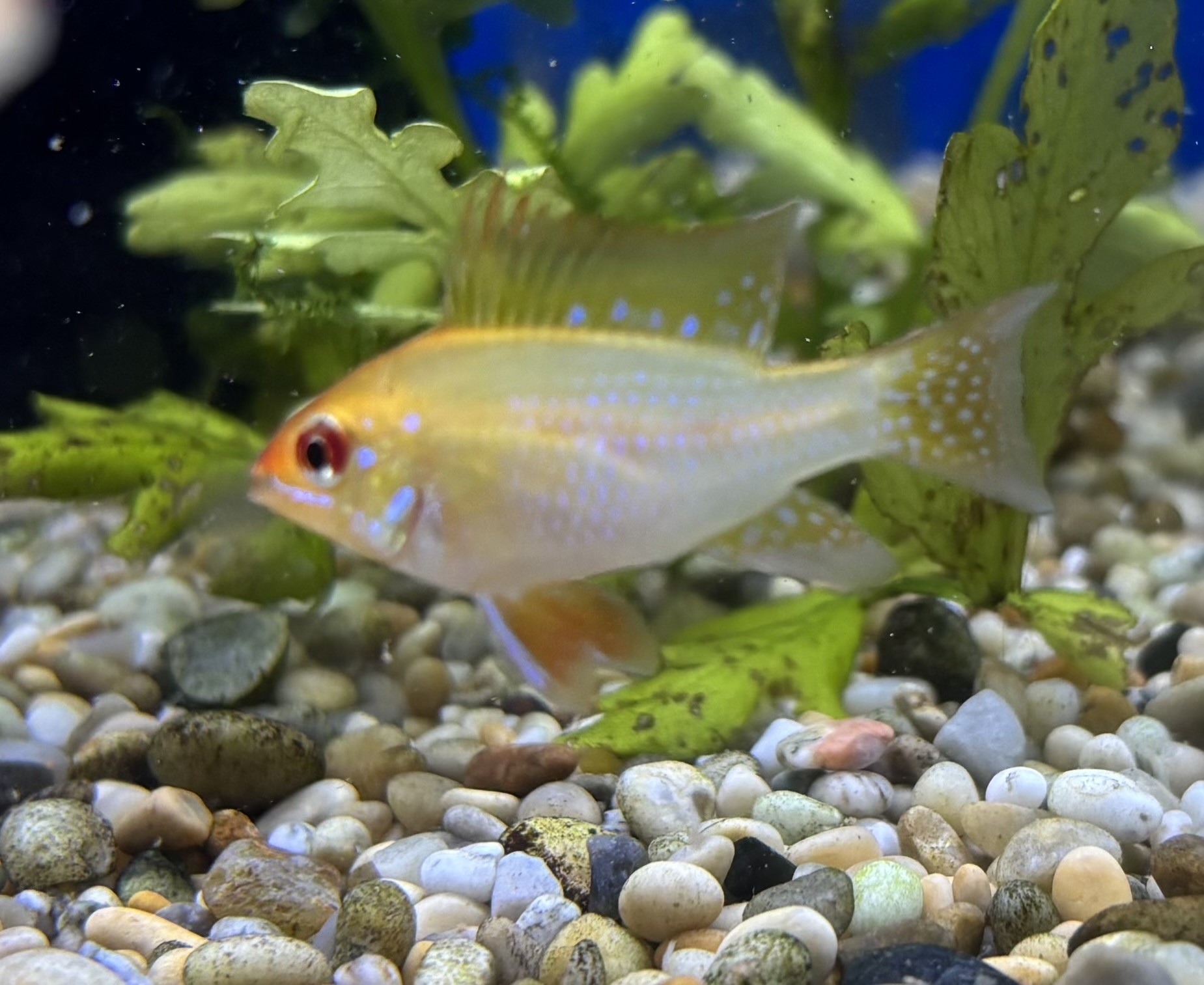 Fjärilsciklid Gul (Mikrogeophagus ramirezi)