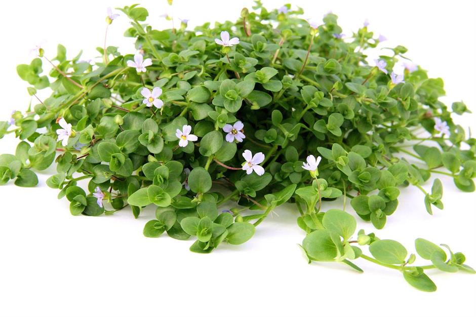Dennerle Plants Bacopa australis i Kruka - 2