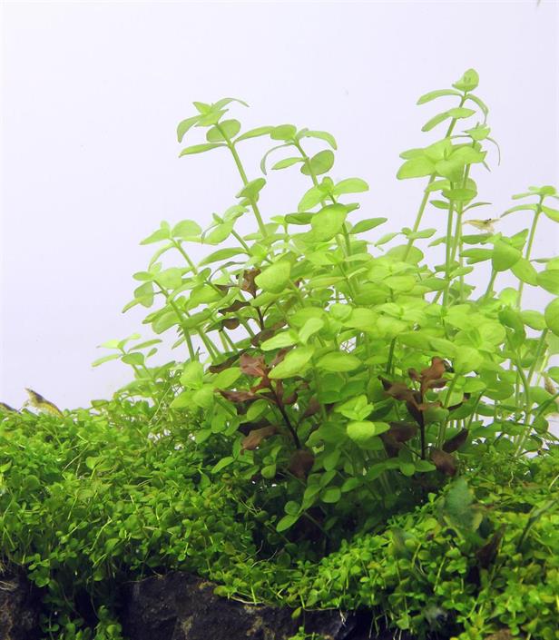 Dennerle Plants Bacopa australis i Kruka - 3