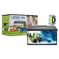 Leddy