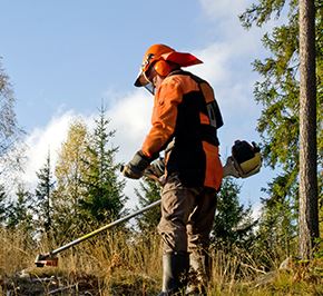 Skog