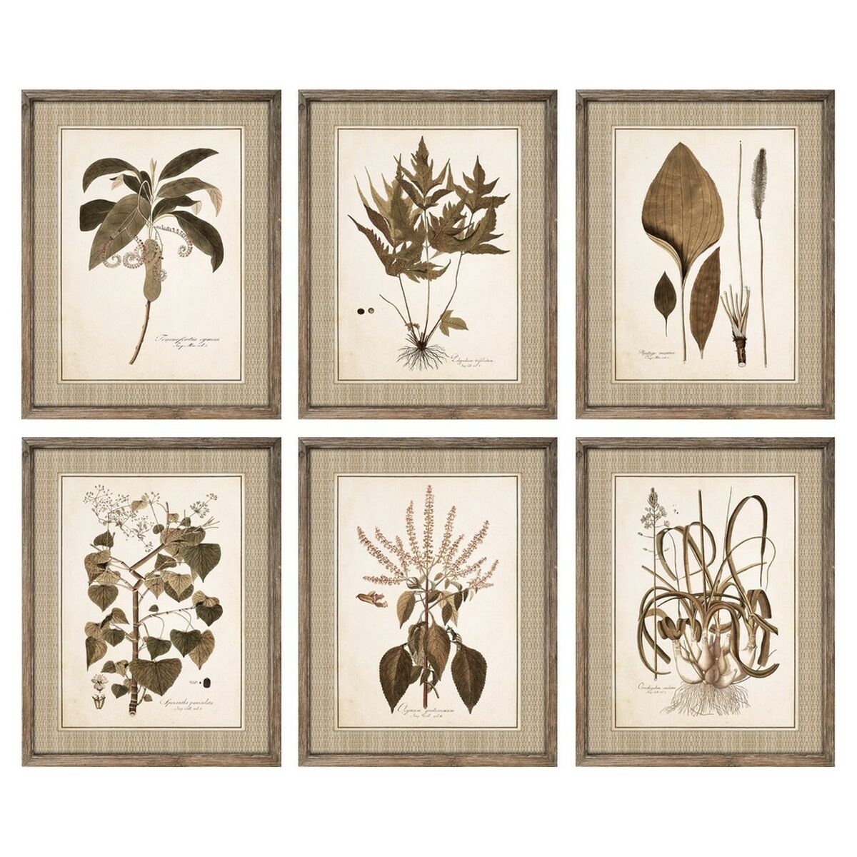Tavla DKD Home Decor 55 x 2,5 x 70 cm Modern Botaniska växter (6 Delar) - 3