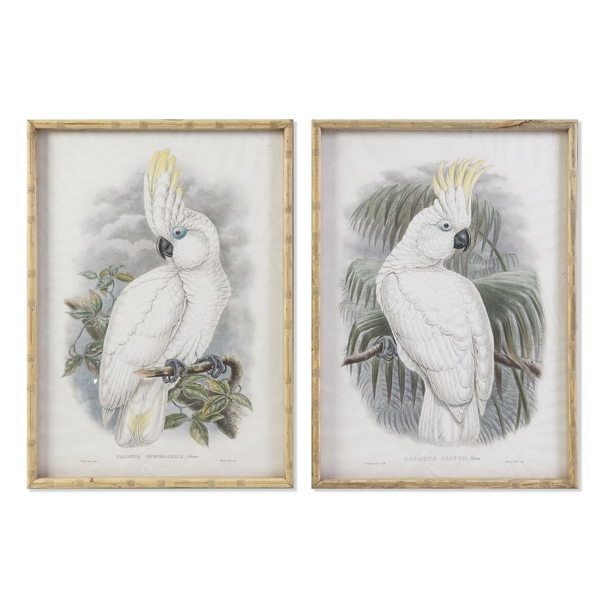 Tavla DKD Home Decor 50 x 2,8 x 70 cm Kolonial Papegoja (2 antal)